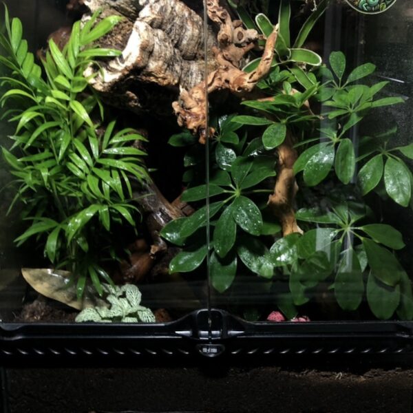 Medium Terrarium