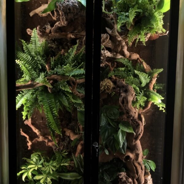 XL Premium Terrarium
